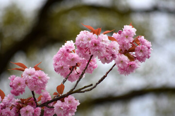 Kirschblütenbaum Frühling