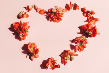 Stylish red flowers composition in heart shape on pink background flat lay. Happy Mothers and Women's day. Spring quince flowers layout. Floral greeting card template.