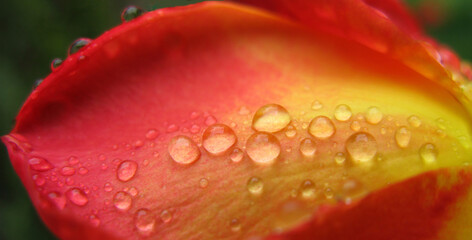 Rain droplets on a red rose blossom leave