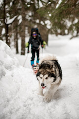 Focused portrait on Alascan Malamute with thick fur running on snow covered trail