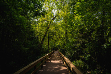 Boardwalk at Big Tree nature park in Longwood, a suburb of Orlando in Florida