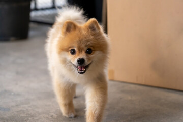 Dog waiting for walk. Pomeranian standing against door of house. A pet run to own and looking at camera.