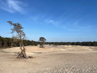 Sahara Ommen in Overijssel