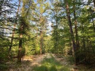 Forest around Ommen