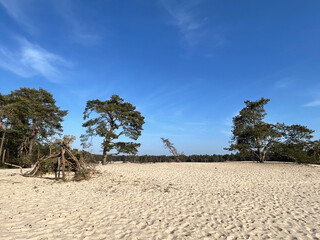 Sahara Ommen in Overijssel