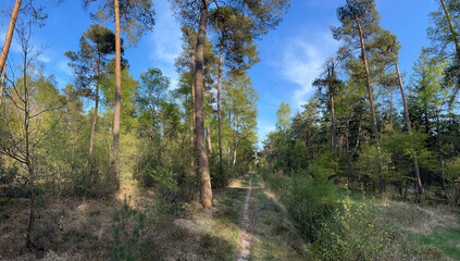 Fototapeta na wymiar Panorama from MTB track in forest around Junne