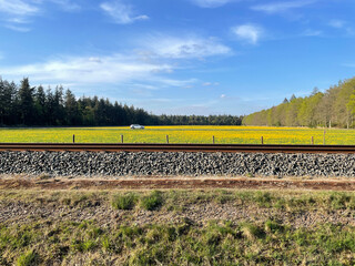 Train track with yellow flower field