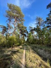 MTB track in forest around Junne