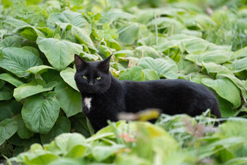 Black cat outside, yellow eyes in a green environment