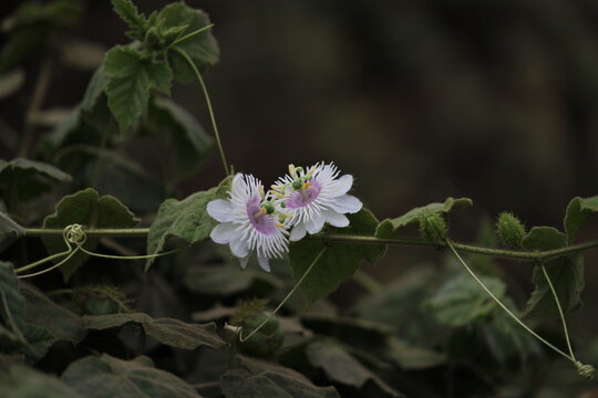 Purple Passion Flower 