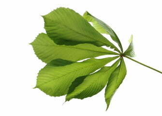 Horse chestnut leaf (Conker tree)  isolated on white