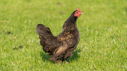 Brown chicken on a sunny day on a free range farm
