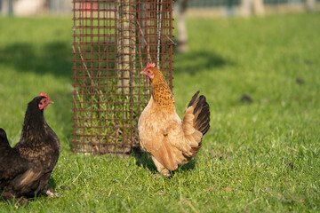 brown chicken on a farm 