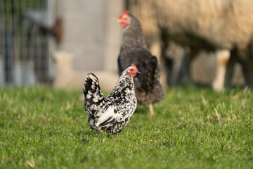 White and black free range chicken on grass, Sabelpootkriel chicken