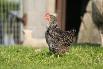 range chicken coucou colour chicken, koekoek kip, on the farm