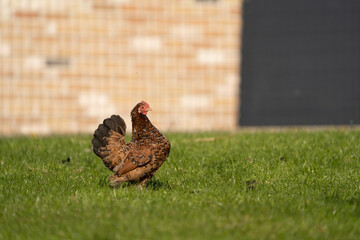 Farm hen chicken on a free range farm, walking in the grass, with beautifull colours of plumage, they are also called Sabelpookriel, (Booted Bantam)