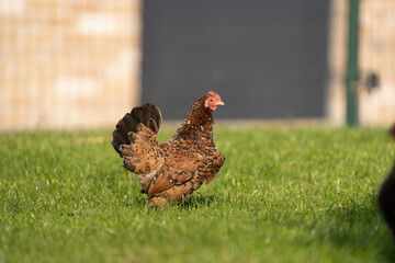 Farm hen chicken on a free range farm, walking in the grass, with beautifull colours of plumage, they are also called Sabelpookriel, (Booted Bantam)
