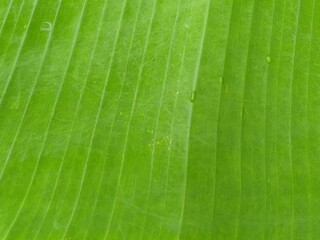 green leaf texture