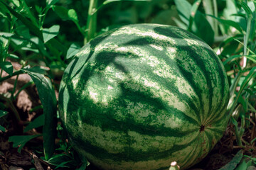 Close up of watermelon bush, on a farm. Background fresh's young plant.