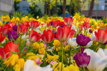 a sea of various colorful spring flowers