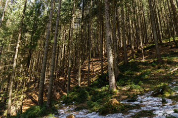 forest with snow on hill in spring season.