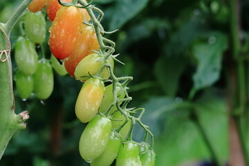 Dojrzewające pomidory koktajlowe w kroplach deszczu.