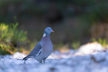 Wood Pigeon (Columba palumbus)