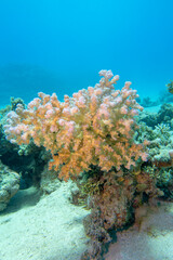 Fototapeta na wymiar Colorful, picturesque coral reef at the bottom of tropical sea, Cauliflower Coral, underwater landscape