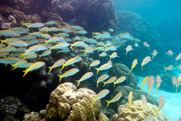 coral reef with shoal of goatfishes and hard corals at the bottom of tropical sea on blue water background