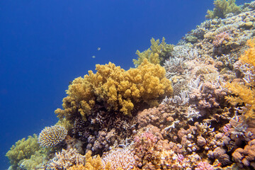 Naklejka na ściany i meble Colorful, picturesque coral reef at bottom of tropical sea, yellow broccoli coral, underwater landscape