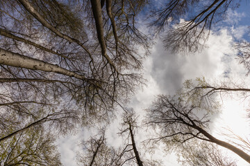Bottom view of trees and sky in forest.