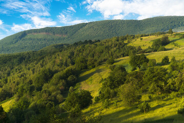 Obraz premium hilly glades covered with trees at sunrise. nature green landscape.