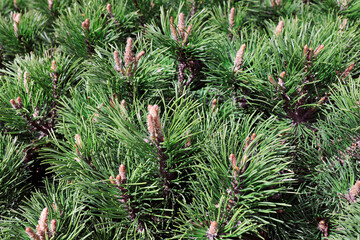 Close-up of the pine tree branches in the sunlight