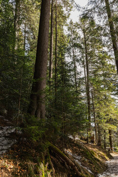 Evergreen forest on hill in mountains. © LIGHTFIELD STUDIOS