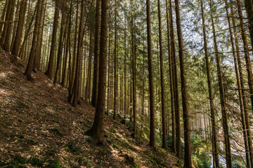 Coniferous trees on hill in mountains.