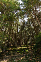 Wide angle view of sunlight on ground in evergreen forest.