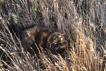 Persian female cat with three color coat in winter grass in the middle of nature. High quality photo