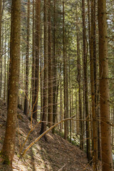 Tall fir trees on mountain hill with sunlight.