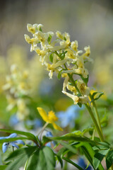 Corydalis Marshall (Corydalis cava subsp. marschalliana) in form of large inflorescence of gentle florets, colored softly in pale canary. April primroses in sunny day on a blurred forest background