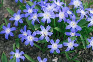 Glory-of-the-Snow also known as Chionodoxa forbesii is a blue star shape spring flower. Blurred background. Selective focus