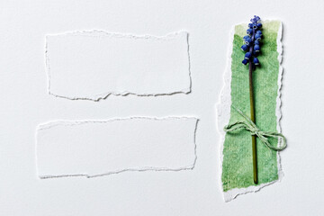 Blank paper notes with little purple flower Muscari (grape hyacinth). Copy space for text stationery.