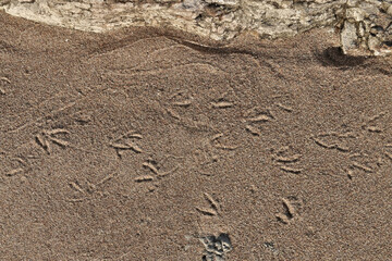 Directly Above Close up of Seagull Footprints in sand on the Beach