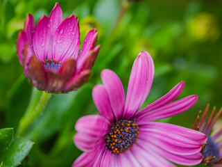 Obraz premium Early spring flowers in the garden. Close up.