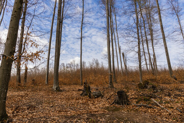 Dry fallen leaves on ground in mountain forest.