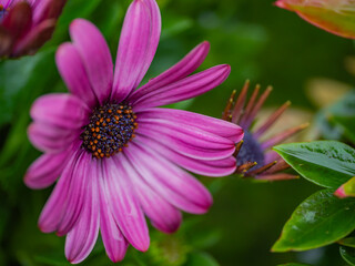 Obraz premium Early spring flowers in the garden. Close up.