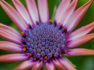 Early spring flowers in the garden. Macro shot.