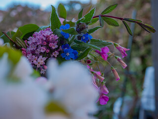 Early spring flowers in the garden. Close up.