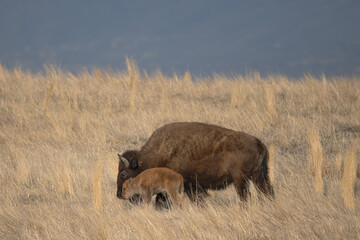 american bison mother and baby happy mother's day