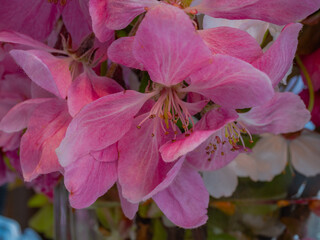 Early spring flowers in the garden. Close up.