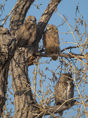 Great Horned Owls in a Tree